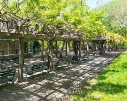 Image of Central Park wisteria