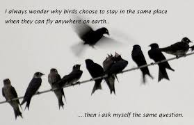 Birds Quotes : Images20.com via Relatably.com