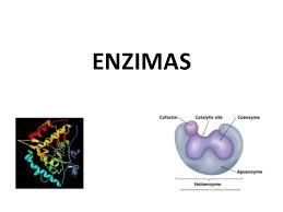 Resultado de imagen para Enzimas