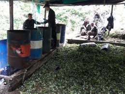 Producción potencial de cocaína llegó a 3.001 toneladas en 2024