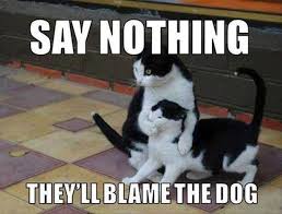 Image result for Animal Meme