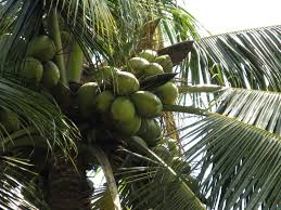 COCONUT కోసం చిత్ర ఫలితం