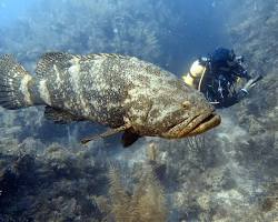 Image of diver swimming next to a goliath grouper in Tampa Bay