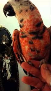 Image result for african grey parrot for sale