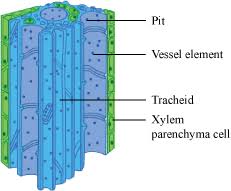 Image result for XYLEM