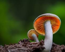 Image of Mushrooms