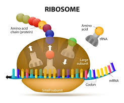 Image result for Protein translation