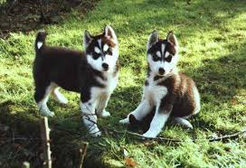 Mini-Husky`s - Bild \u0026amp; Foto von Ulrich Lappe aus Hunde - Fotografie ...