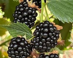 Image of Blackberries