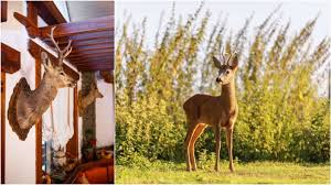 Zwei Reh-Köpfe, ein Kadaver und eine Frage: Wer wildert im Chiemgau? Jäger und Polizei vor Rätsel