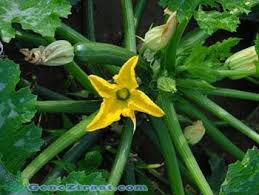 SERADA BİBER ile ilgili görsel sonucu