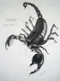 Skorpion\u0026quot; Zeichnung als Poster und Kunstdruck von Pascale Keller ...