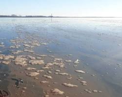 Image of Algae bloom caused by sewage pollution