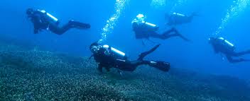 Image result for Diving