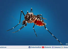 Dengue Outbreak in Sankhuwasabha: Over 1,700 People Affected, Reports Khabarhub