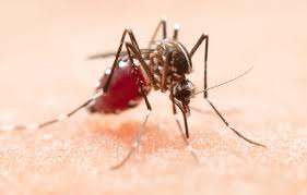 Jalisco reporta reducción de casos de dengue en Jalisco
