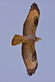 Image result for european honey buzzard