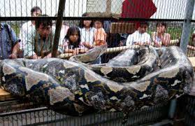 Image result for largest snake in the world