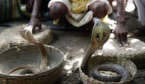 Tourist dies after being bitten at snake charming show on Egypt vacation