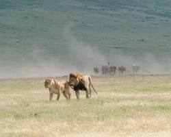 Lion in Ngorongoro Crater
