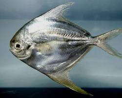 Peixe-Cangulo-Manteiga
