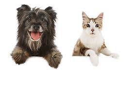 Image result for +dog