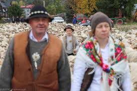 Zakopane wyciąga owce na ulice. Redyk ma pomóc majówce