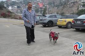 Piden no abandonar a las mascotas que reciben como 