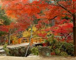 宮島・紅葉谷公園の紅葉の画像