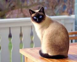 シャム猫の画像