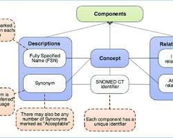 Image of SNOMED CT (Systematized Nomenclature of Medicine  Clinical Terms)