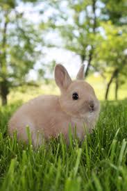 Image result for RABBIT
