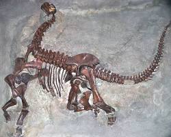 Image of Camarasaurus vertebrae hollow chambers pneumaticity fossil