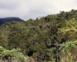 Imagen de Bosque altoandino en el Parque Nacional Natural Chingaza