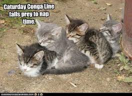 Image result for happy kitten caturday