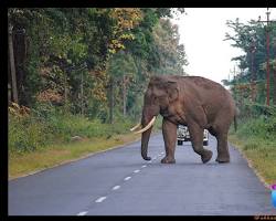 Hình ảnh về Elephants in Duars