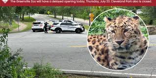 City: Greenville Zoo’s leopard tranquilized, returned after escaping exhibit