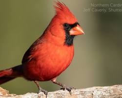 Image of cardinal