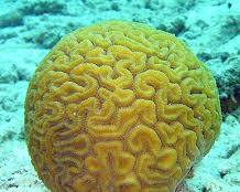 Mercanlar resmi