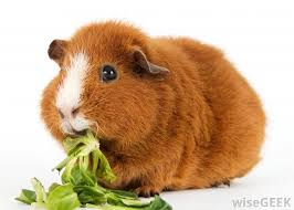 Image result for guinea pigs