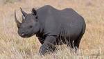 Lengthy prison sentences four rhino