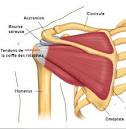 Point douloureux omoplate gauche