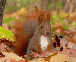 Résultat de recherche d'images pour "automne"