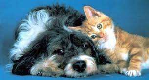 Image result for true love wallpaper