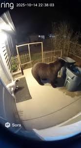 Small Dog Scares Bear Up a Tree in Backyard | TikTok