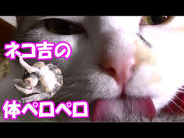 Image result for ねこ吉