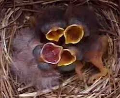 Image result for brown headed cowbird eggs