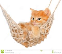 Résultat de recherche d'images pour "image chaton mignon"