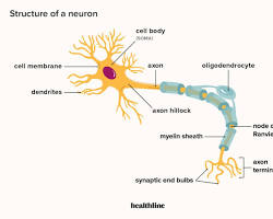 Image of neuron diagram