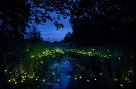 Image result for fireflies